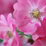 OLYMPUS DIGITAL CAMERA use scent to boost memory