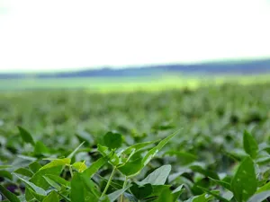 Will eating soy help my memory develop?