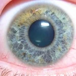 Look, Snap, Connect to Improve Memory