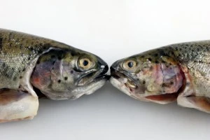 Wondering how to prevent tip of the tongue phenomenon? Eat a brain building diet.