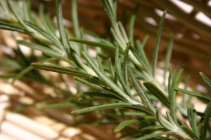 Can rosemary improve memory? A number of scents have long been associated with improved memory.