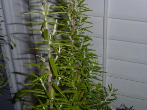 Sniffing rosemary is one of the many natural ways to improve your memory.